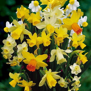 Нарцисс ботанический смесь (Botanical Narcissi mixed), 30 шт - картинка 1