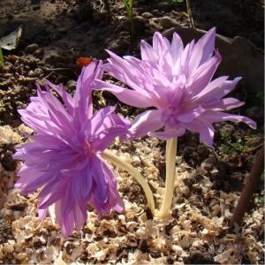 Колхикум Уотерлили (Colchicum Waterlily), 1 шт (разбор 14/16) - картинка 1