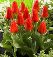 Тюльпан Мирамаре (Miramare), 10 шт (разбор 12/14)