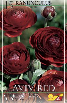 Ранункулюс Авив Руж (Ranunculus Aviv Rouge), 15 шт (разбор 7/8) - картинка 4