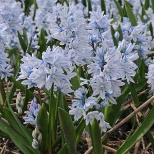Пушкиния Либанотика (Puschkinia scilloides var libanotica), 25 шт (разбор 5/6) - картинка 1