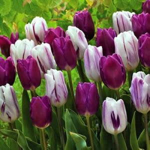 Тюльпан Пёпл Пэшн смесь (Purple Passion - Passionale/Flaming Flag), 15 шт - картинка 1