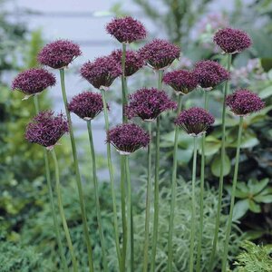 Аллиум Атропурпуреум (Allium atropurpureum), 5 шт (разбор 10/12) - картинка 4