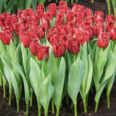 Тюльпан Версаче (Versace), 10 шт (разбор 12/14)