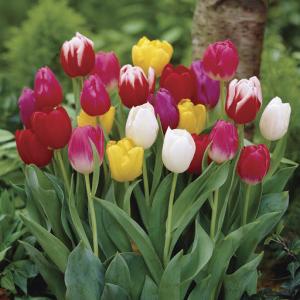 Тюльпан триумф смесь (Tulipa Triumph Mixed), 10 шт (разбор 11/12) - картинка 2