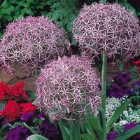 Аллиум Христофа (Allium christophii), 5 шт (разбор 12/14)