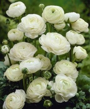 Ранункулюс Авив Бланк (Ranunculus Aviv Blanc), 15 шт (разбор 7/8) - картинка 1