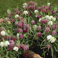 Рябчик Мелеагрис смесь (Fritillaria meleagris Mix), 15 шт (разбор 7/8)