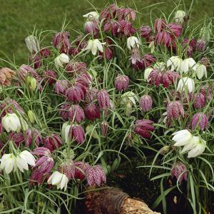 Рябчик Мелеагрис смесь (Fritillaria meleagris Mix), 15 шт (разбор 7/8) - картинка 1