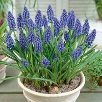 Мускари Арменикум (Muscari armeniacum), 10 шт (разбор 7/8)