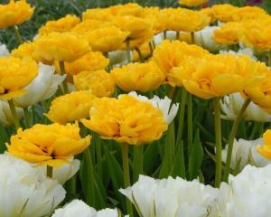 Тюльпан Йеллоу Помпонет (Yellow Pomponnet), 10 шт (разбор 12/14) - картинка 3