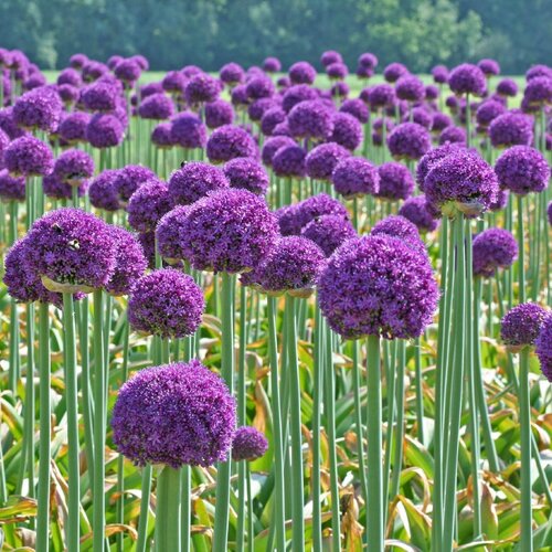 Аллиум Амбассадор (Allium Ambassador), 1 шт (разбор 28/30!)