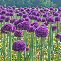 Аллиум Амбассадор (Allium Ambassador), 1 шт (разбор 28/30!)