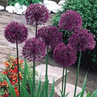 Аллиум Пепл Сенсейшн (Allium Purple Sensation), 15 шт