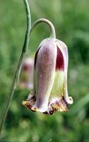 Рябчик Акмопетала (Fritillaria acmopetala), 5 шт (разбор 8/9)