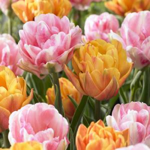 Тюльпан Спринг Фрейджренс смесь (Spring Fragrance - Foxtrot/Foxy Foxtrot), 15 шт - картинка 1