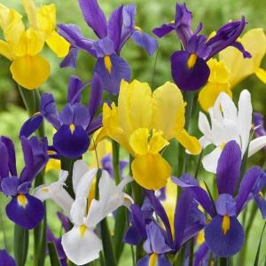 Ирис голландский смесь (Iris hollandica), 20 шт (разбор 8/9) - картинка 5