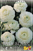 Ранункулюс Авив Бланк (Ranunculus Aviv Blanc), 15 шт (разбор 7/8)