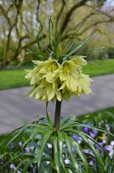 Рябчик Радде (Раддеана) (Fritillaria raddeana), 1 шт (разбор 18/20) - картинка 3