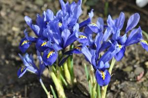 Ирис ретикулата Хармони (Iris reticulata Harmony), 20 шт (разбор 6/7) - картинка 2