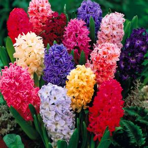 Гиацинт смесь (Mixed), 25 шт - картинка 1