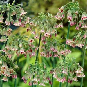 Аллиум Болгарский (Nectaroscordum siculum), 5 шт (разбор 10/11) - картинка 4