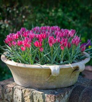 Тюльпан хумилис Литтл Бьюти (humilis Little Beauty), 15 шт (разбор 6/7) - картинка 2