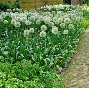 Аллиум Маунт Эверест (Allium Mount Everest), 1 шт (разбор 20/22) - картинка 2