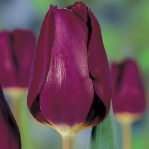 Тюльпан Пёпл Леди (Purple Lady), 5 шт (разбор 11/12) - картинка 3