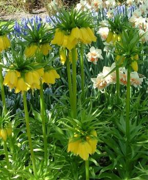 Рябчик императорский Лутеа (Fritillaria imperialis Lutea), 1 шт (разбор 22/24) - картинка 2