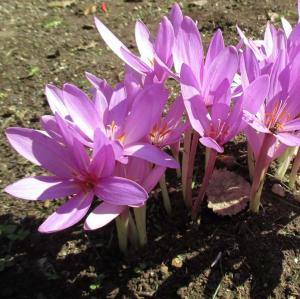 Колхикум Джайент  (Colchicum Giant), 1 шт (разбор 20/22) - картинка 1