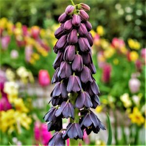 Рябчик персидский (Fritillaria persica), 1 шт (разбор 20/22) - картинка 3