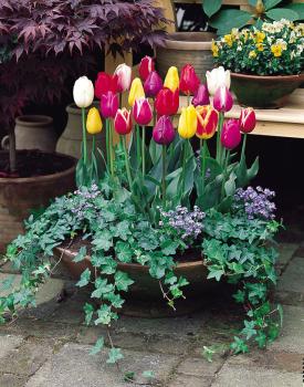 Тюльпан триумф смесь (Tulipa Triumph Mixed), 10 шт (разбор 11/12) - картинка 3
