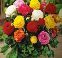 Ранункулюс смесь (Ranunculus mixed), 5 шт (разбор 7/8)