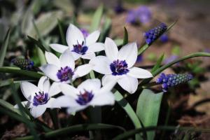 Тюльпан хумилис Альба Коэрулея Окулата (humilis Alba Coerulea Oculata), 5 шт (разбор 6/7) - картинка 5