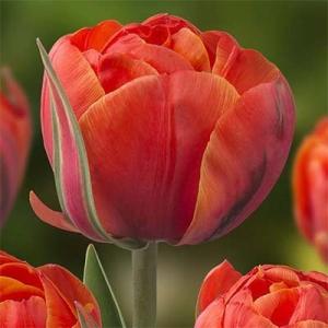 Тюльпан Куинсдей (Queensday), 10 шт (разбор 12/14) - картинка 2
