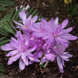 Колхикум Уотерлили (Colchicum Waterlily), 1 шт (разбор 14/16) - картинка 3