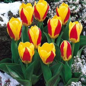 Тюльпан Стреза (Stresa), 10 шт (разбор 12/14) - картинка 4
