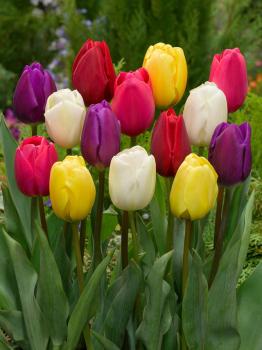 Тюльпан триумф смесь (Tulipa Triumph Mixed), 10 шт (разбор 11/12) - картинка 1