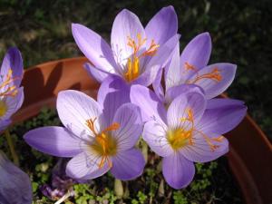 Крокус Специосус Конкерор (Crocus speciosus Conqueror), 20 шт (разбор 5/7) - картинка 4