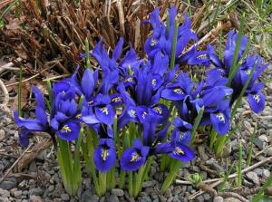 Ирис ретикулата Хармони (Iris reticulata Harmony), 20 шт (разбор 6/7) - картинка 1