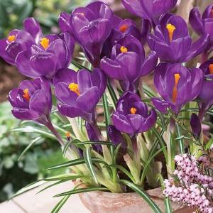 Крокус Флауер Рекорд (Flower Record), 5 шт (разбор 8/9) - картинка 3