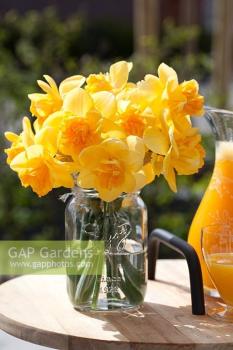 Нарцисс Оранж Джус (Orange Juice), 5 шт (разбор 12/14) - картинка 4